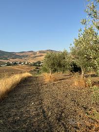 2 Terreni Uliveti - Castellana Sicula (PA)