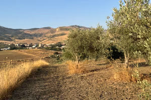 2 Terreni Uliveti - Castellana Sicula (PA)