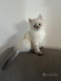 Gattino siberiano