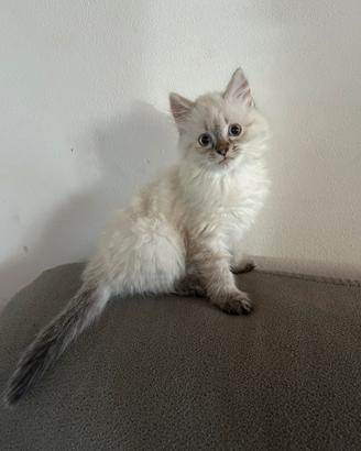 Gattino siberiano