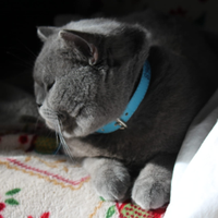 Scottish straight per accoppiamento