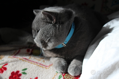 Scottish straight per accoppiamento