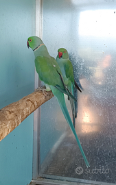 Parrocchetto dal collare