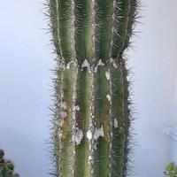 Cactus in vaso (25 anni)