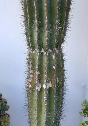 Cactus in vaso (25 anni)