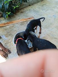 dobermann