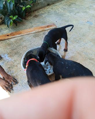 dobermann