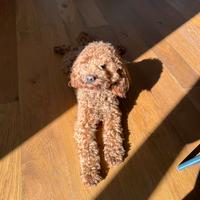 Barboncini disponibile per monta