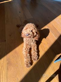 Barboncini disponibile per monta