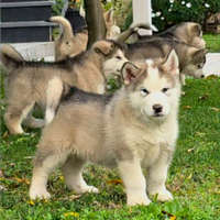 Alaskan malamute