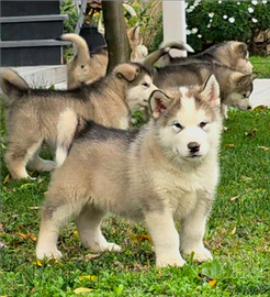 Alaskan malamute