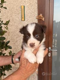 Cuccioli di border collie