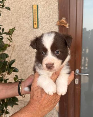Cuccioli di border collie