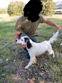 Setter inglese