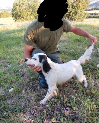 Setter inglese