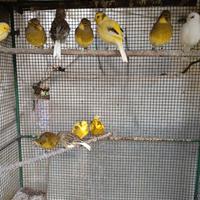 Canarini Vari 2025 anellati