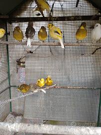 Canarini Vari 2025 anellati