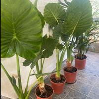 Alocasia: Orecchie elefante