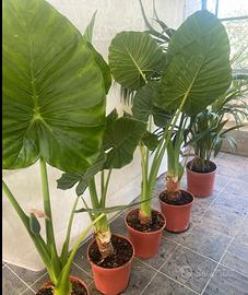 Alocasia: Orecchie elefante