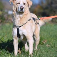 Pippo in attesa di adozione