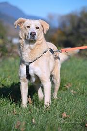 Pippo in attesa di adozione