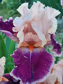 Rizomi Iris Germanica vari colori