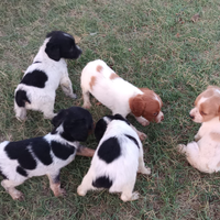 Epagneul Breton cuccioli