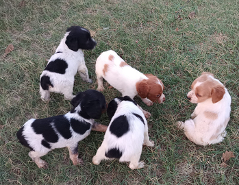 Epagneul Breton cuccioli