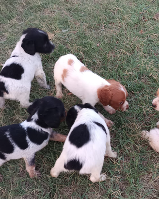 Epagneul Breton cuccioli