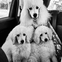 Cucciolo Barbone Gigante