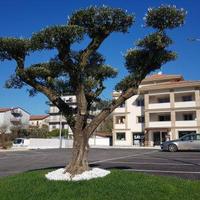 Locale commerciale e/o ufficio via dei Pioppi