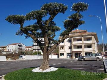 Locale commerciale e/o ufficio via dei Pioppi