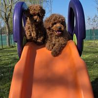 Barboncini con pedigree Enci