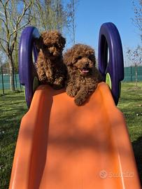 Barboncini con pedigree Enci