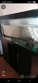 Acquario