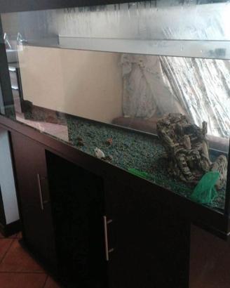 Acquario