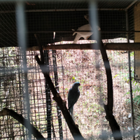 Parrocchetto dal collare