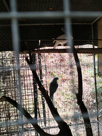 Parrocchetto dal collare