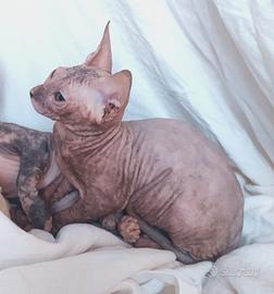 Gattina don sphynx blu e crema gomma