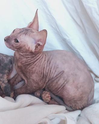 Gattina don sphynx blu e crema gomma