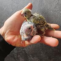 Cocorite allevate a mano