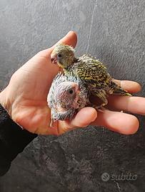 Cocorite allevate a mano