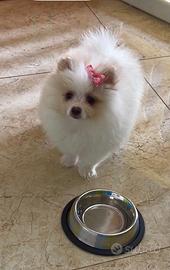 Spitz pomerania