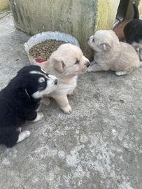 Cuccioli di cane