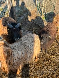 Pecora nana d' uoessant