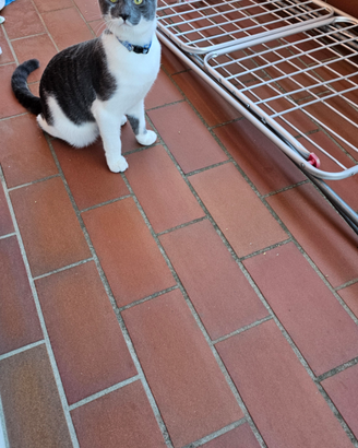 Animali