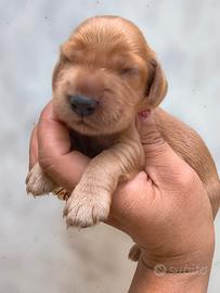 Cocker Spaniel