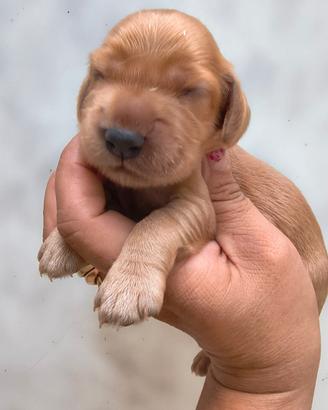 Cocker Spaniel