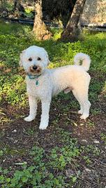 Una famiglia per Tommy