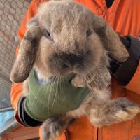 Conigli nani ariete MINILOP